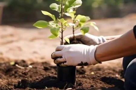 Execução de APP e compensação florestal