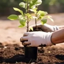 Execução de APP e compensação florestal